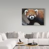 Trademark Fine Art Galloimages Online 'Red Panda Portrait' Canvas Art, 14x19 ALI34993-C1419GG